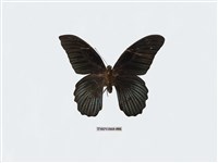 藏品(大鳳蝶)的圖片